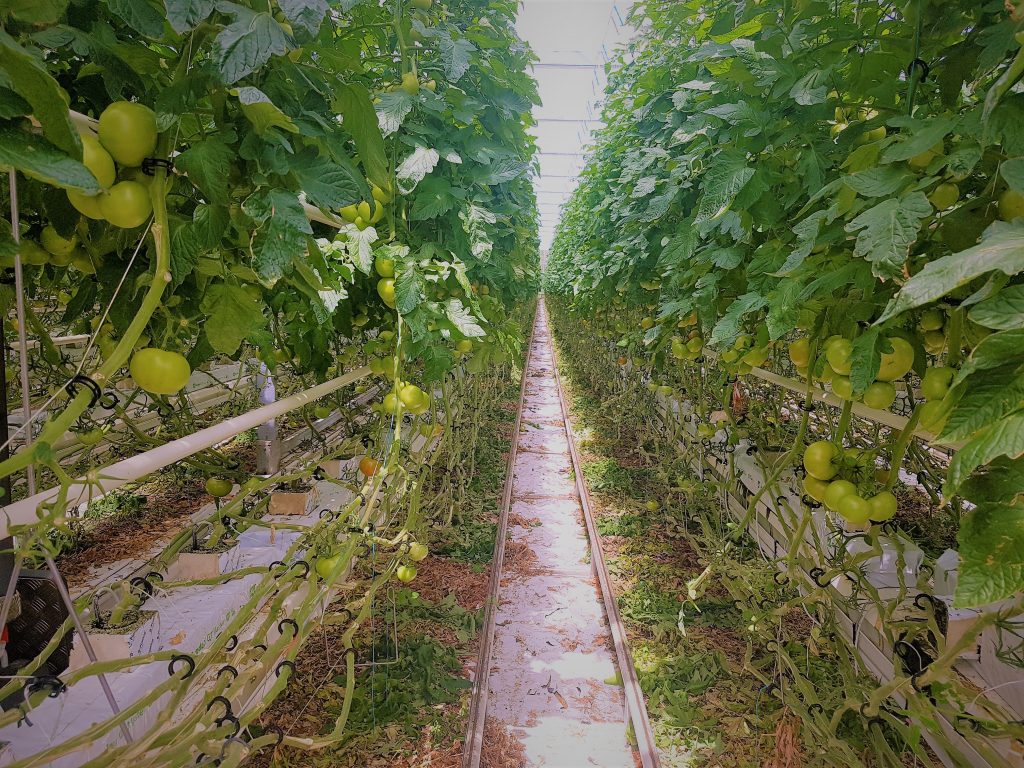 Cultivos de tomate tratados con T34 Biocontrol en Francia