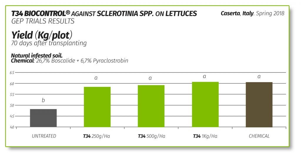 Tabla resultados T34 Biocontrol contra Sclerotinia en lechuga y vegetales de hoja.