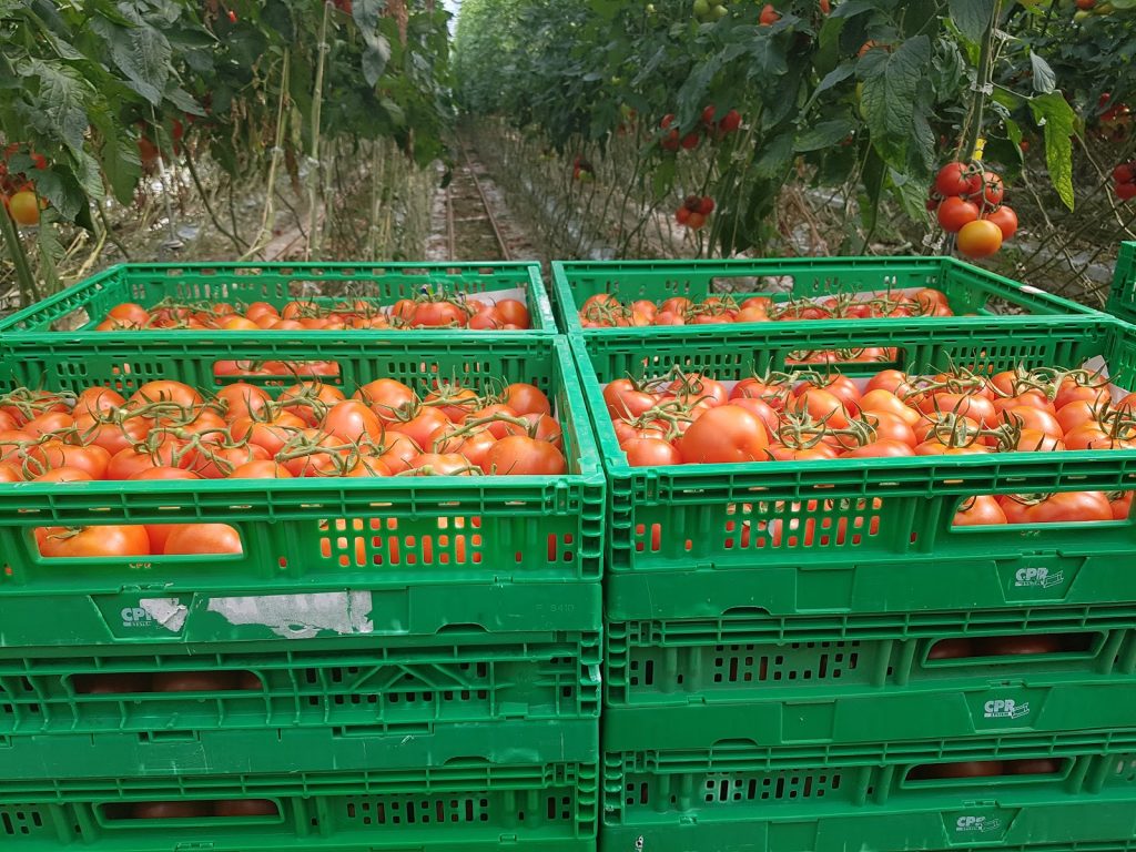 Cultivos de tomate tratado con T34 Biocontrol en Italia