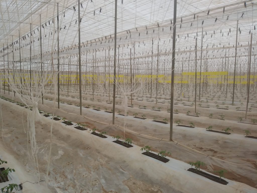 Tomate en invernadero tratado con T34 Biocontrol en Marruecos