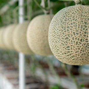 Cultivo melón en invernadero