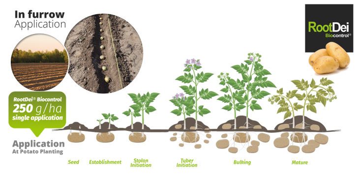 RootDei Biocontrol® – Biocontrol Technologies en Español